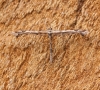 Amblyptilia acanthadactyla 1