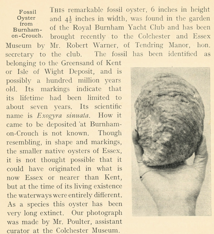 Burnham Fossil Oyster 1944 Copyright: Essex Review Vol 52 1943 