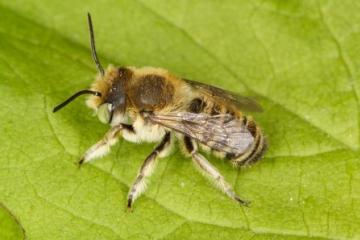 Megachile dorsalis Copyright: Peter Harvey