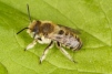 Megachile dorsalis 