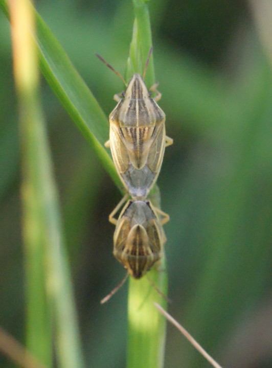 Aelia acuminata in cop Copyright: Robert Smith