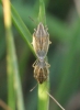 Aelia acuminata in cop Copyright: Robert Smith