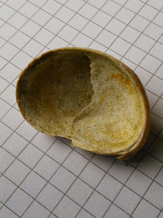 Slipper Limpet  Crepidula fornicata 2 Copyright: Peter Pearson
