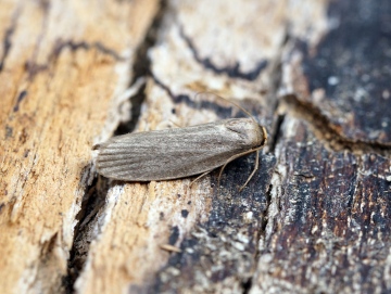 Lesser Wax Moth Achroia grisella Copyright: Ben Sale