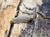 Lesser Wax Moth Achroia grisella Copyright: Ben Sale