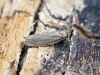 Lesser Wax Moth Achroia grisella