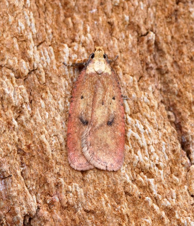 Agonopterix angelicella Copyright: Ben Sale