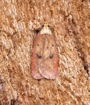 Agonopterix angelicella Copyright: Ben Sale