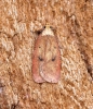 Agonopterix angelicella