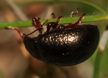 Chrysolina banksii 02 Copyright: Robert Smith