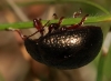 Chrysolina banksii 02 Copyright: Robert Smith