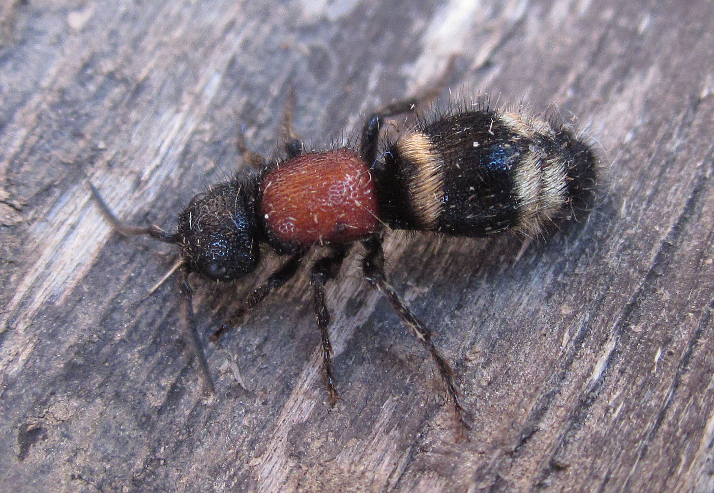 Large Velvet Ant Copyright: Clive Atkins