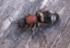 Large Velvet Ant Copyright: Clive Atkins