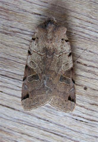 Brown Spot Pinion Copyright: Stephen Rolls