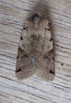 Brown Spot Pinion Copyright: Stephen Rolls