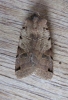 Brown Spot Pinion Copyright: Stephen Rolls