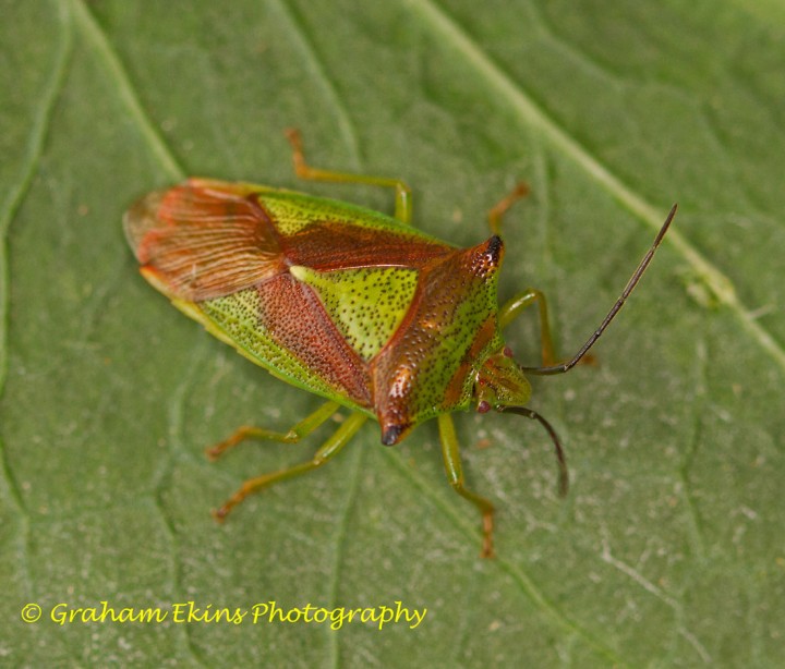 Acanthosoma haemorrhoidale  (Hawthorn Shieldbug) Copyright: Graham Ekins