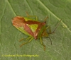 Acanthosoma haemorrhoidale  (Hawthorn Shieldbug) 