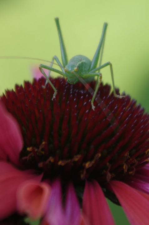 Bush Cricket Copyright: Warren Hyde