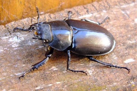 Stag Beetle female 2 Copyright: Peter Pearson