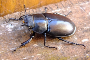 Stag Beetle female 2 Copyright: Peter Pearson