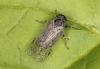 Oliarus panzeri 