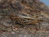 Chorthippus brunneus  (Female Field Grasshopper) 