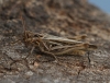 Chorthippus brunneus  (Female Field Grasshopper)