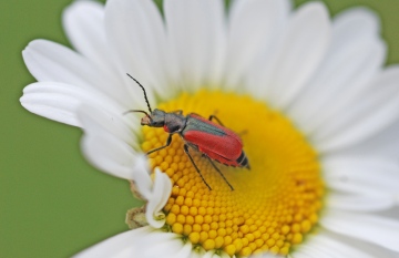 M. aeneus Copyright: Nigel Russell