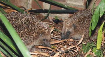 Erinaceus europaeus Copyright: Peter Harvey