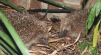 Erinaceus europaeus 
