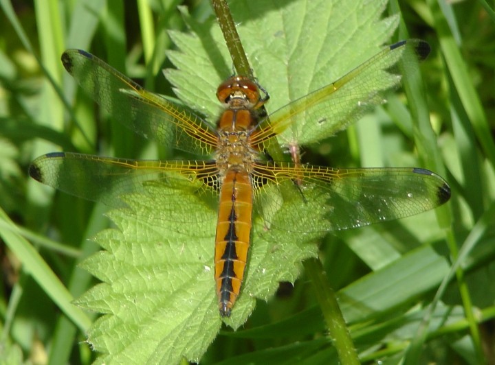 Libellula fulva Copyright: George Brown   May 2015