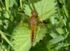 Libellula fulva Copyright: George Brown   May 2015