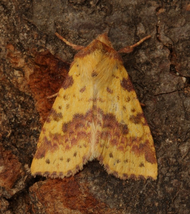 Pink-barred Sallow   Xanthia togata Copyright: Graham Ekins