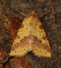 Pink-barred Sallow   Xanthia togata Copyright: Graham Ekins