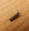 Ochsenheimeria taurella 