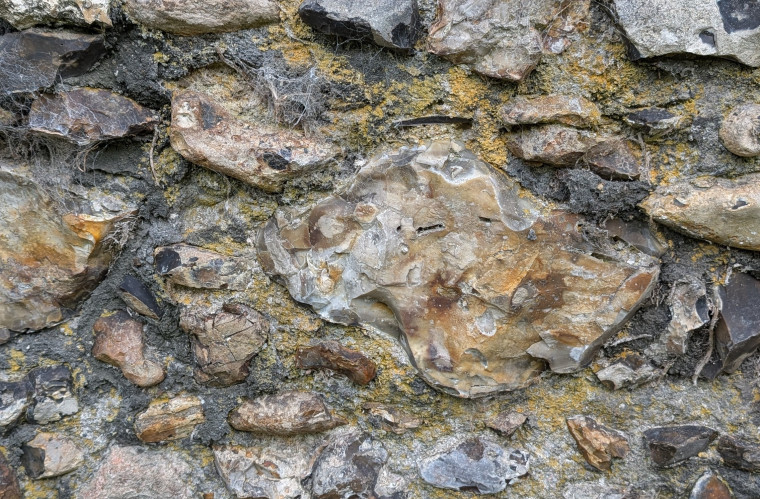 Bocking Church Exterior Flint with fossil shells 7 October 2025 Copyright: William George