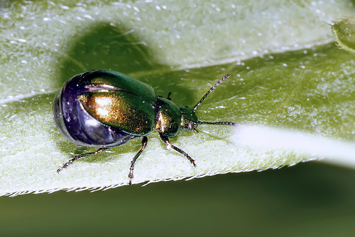 Gastrophysa viridula (16 May 2011) Copyright: Leslie Butler