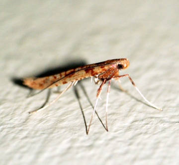 Caloptilia betulicola Copyright: Ben Sale