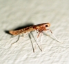 Caloptilia betulicola