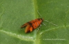 Promalactis procerella 8 Copyright: Graham Ekins