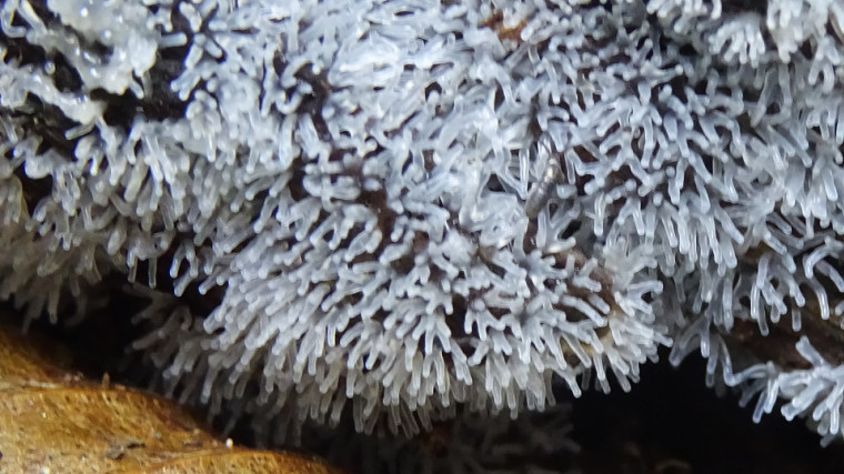 Ceratiomyxa fruticulosa Copyright: Raymond Small