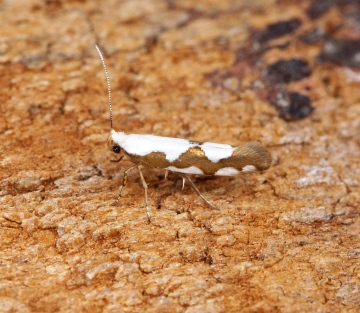 Argyresthia brockeella - Extreme white form Copyright: Ben Sale