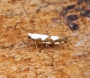 Argyresthia brockeella - Extreme white form 