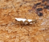 Argyresthia brockeella - Extreme white form