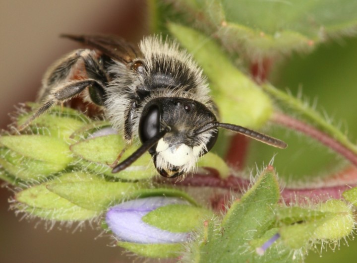 Andrena labiata male face Copyright: Peter Harvey