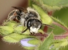 Andrena labiata male face Copyright: Peter Harvey