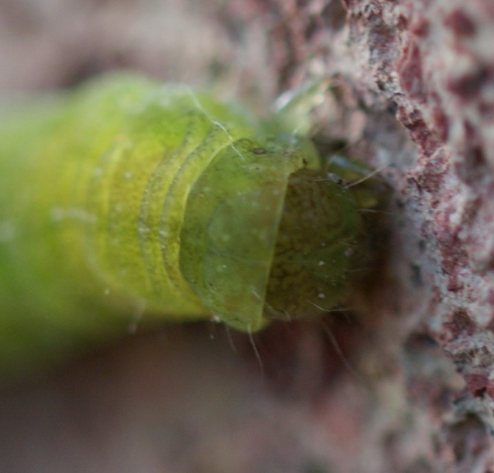 head of caterpillar Copyright: Robert Smith