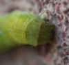 head of caterpillar