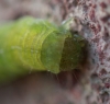 head of caterpillar Copyright: Robert Smith